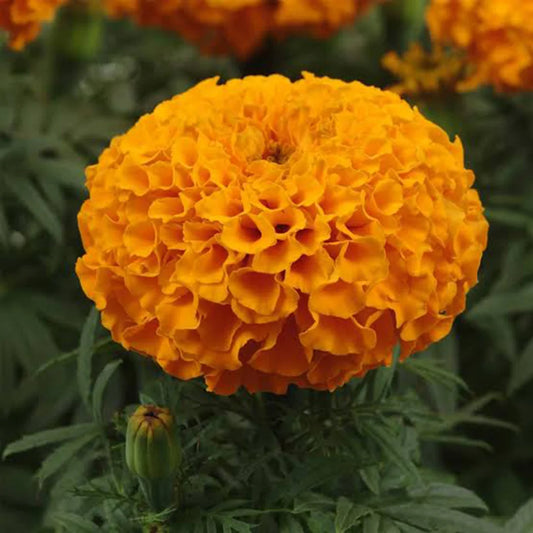 F1 African Marigold Orange 15 Seeds